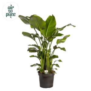 Strelitzia nicolai Strelitzia Nicolai p35 (Air so Pure)
(1 Plants/Order)(35cmP 200cmH)
