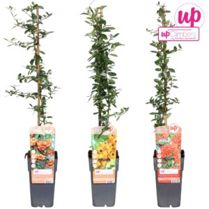 Pyracantha Pyracantha mix tray P15
(10 Plants/Order)(15cmP 65cmH)