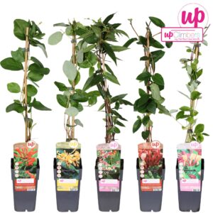 Lonicera Lonicera mix tray P15
(10 Plants/Order)(15cmP 65cmH)