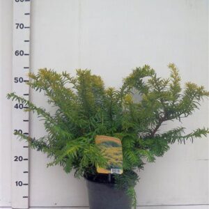 Taxus baccata Summergold Taxus bacc. 'Summergold'
(1 Plants/Order)(19cmP 65cmH)