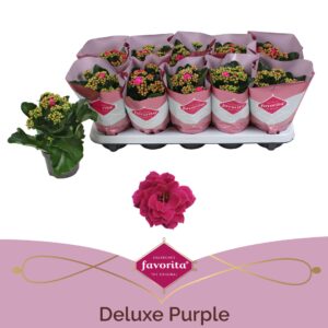 Kalanchoe Perfecta Rosa Kalanchoe Double Deluxe Purple stadium 1
(10 Plants/Order)(10.5cmP 22cmH)