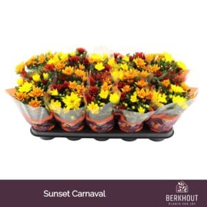 Chrysanthemum Carnaval Sunset
(10 Plants/Order)(12cmP 26cmH)
