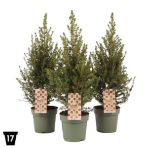 Picea glauca December
(1 Plants/Order)(17cmP 60cmH)