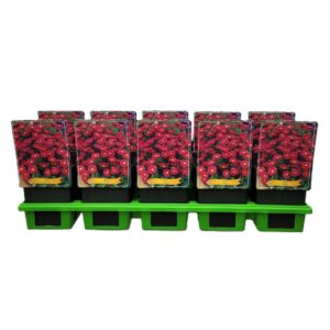 Aster Jenny Aster Dumosus 'Jenny' P11
(10 Plants/Order)(11cmP 25cmH)