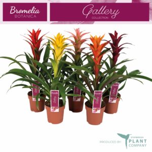 Guzmania Guzmania mixed
(10 Plants/Order)(12cmP 50cmH)