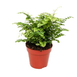 Adiantum Fritz-Luthi Adiantum Raddianum 'Fritz-Luthi'
(8 Plants/Order)(12cmP 30cmH)