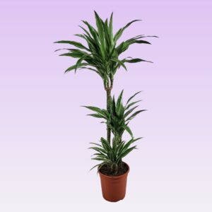 Dracaena Warneckei Dracaena Warneckei 60-30-15 100cm
(1 Plants/Order)(21cmP 100cmH)