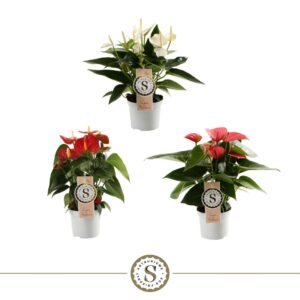 Anthurium mixed 3 c Top mix 9cm
(6 Plants/Order)(9cmP 30cmH)