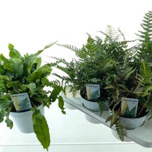 Varens mixed Buitenvarens mix
(6 Plants/Order)(17cmP 40cmH)