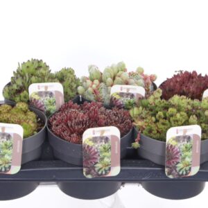 Sempervivum mix Sempervivum mixed
(1 Plants/Order)(17cmP 15cmH)