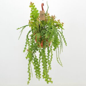 Epiphyllum anguliger Epiphyllum Anguliger ‘Angel’
(3 Plants/Order)(21cmP 85cmH)