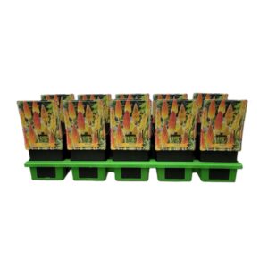 Kniphofia Alcazar Kniphofia 'Flamingo' P11
(10 Plants/Order)(11cmP 25cmH)