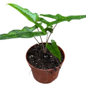 Alocasia Alocasia Sabrina
(1 Plants/Order)(10.5cmP 20cmH)
