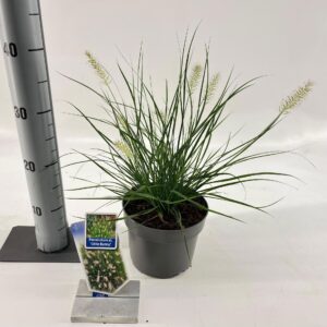 Pennisetum alopecuroides Little Bu Pennisetum alopecuroides 'Little Bunny'
(1 Plants/Order)(17cmP 30cmH)