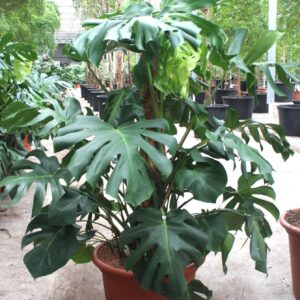 Monstera deliciosa Monstera deliciosa
(1 Plants/Order)(55cmP 160cmH)