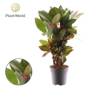 Codiaeum Petra Croton Petra busch
(1 Plants/Order)(17cmP 55cmH)