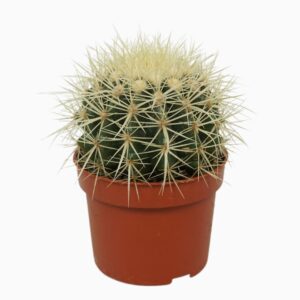 Echinocactus grusonii Echinocactus grusonii 10,5 cm
(10 Plants/Order)(10.5cmP 14cmH)