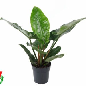 Philodendron Imperial Green Philodendron Imperial Green P19
(1 Plants/Order)(19cmP 60cmH)