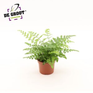 Asplenium Parvati Asplenium parvati
(12 Plants/Order)(12cmP 25cmH)