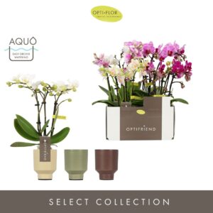 Phalaenopsis Multiflora Optifriend mix 3 spike in Emilia mix Aquo
(6 Plants/Order)(7cmP 25cmH)