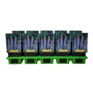 Delphinium Summer Skie Delphinium 'Summer Skies' P11
(10 Plants/Order)(11cmP 25cmH)