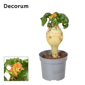 Jatropha podagric Jatropha Podagrica orange Decorum
(6 Plants/Order)(13cmP 25cmH)