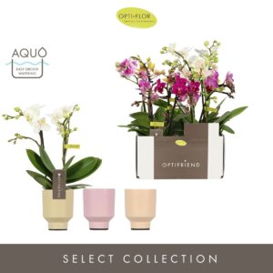 Phalaenopsis Multiflora Optifriend mix 2 spike in Emilia mix Aquo
(6 Plants/Order)(7cmP 25cmH)