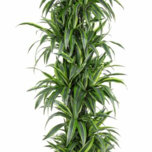 Dracaena Lemon Lime Dracaena Lemon Lime busch P40
(1 Plants/Order)(40cmP 200cmH)