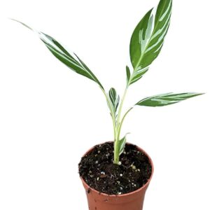 Musa Musa Florida
(9 Plants/Order)(10.5cmP 35cmH)