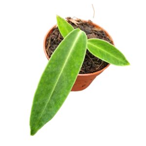 Anthurium Leaf Anthurium Warocqueanum
(2 Plants/Order)(9cmP 15cmH)