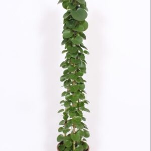 Cissus rotundifolia Cissus rotundifolia piramide
(1 Plants/Order)(27cmP 160cmH)