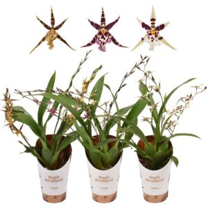 Oncidium Titanium Treasure 3-4 spike mix 9 cm
(12 Plants/Order)(9cmP 25cmH)