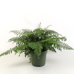 Asplenium Parvati Asplenium Parvati
(1 Plants/Order)(21cmP 50cmH)