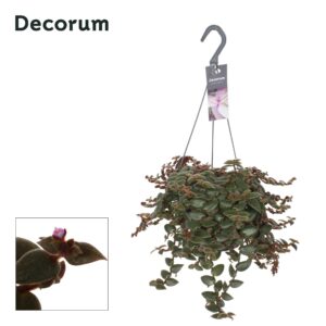 Tradescantia Brown Hill Tradescantia Brown Hill
(6 Plants/Order)(17cmP 35cmH)