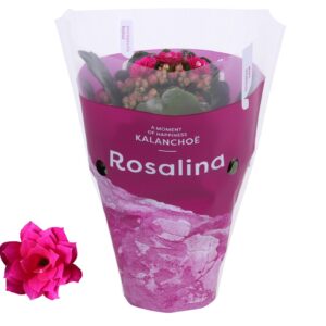 Kalanchoe blossfeldiana Rosalina Do Kalanchoe Rosalina 07cm TST Don Victorio, Paarse hoes
(16 Plants/Order)(7cmP 15cmH)