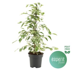 Ficus Twilight Ficus benjamina Twilight®
(8 Plants/Order)(14cmP 55cmH)