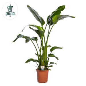 Strelitzia nicolai Strelitzia Nicolai p24 (Air so Pure)
(1 Plants/Order)(24cmP 130cmH)