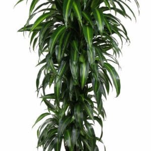 Dracaena Hawaiian Sunshine Dracaena Hawaiiana busch P31
(1 Plants/Order)(31cmP 150cmH)