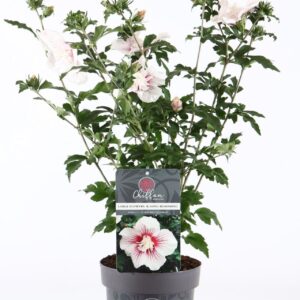 Hibiscus syriacus Hibiscus syr. 'Starburst Chiffon'® P19/C3
(3 Plants/Order)(19cmP 55cmH)