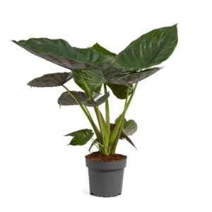 Alocasia wentii Alocasia Wentii 24cm
(1 Plants/Order)(24cmP 110cmH)