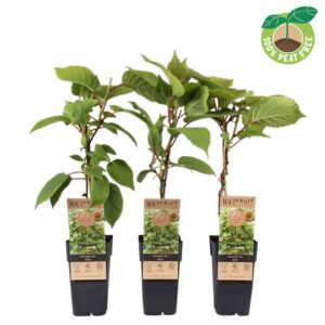 Achillea Coronation Gold Achillea 'Coronation Gold' P11
(10 Plants/Order)(11cmP 25cmH)