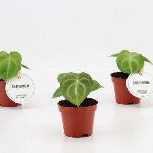 Anthurium clarinerviu Anthurium Clarinervium
(20 Plants/Order)(6cmP 15cmH)