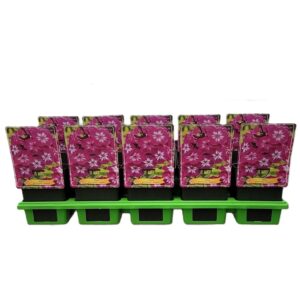 Phlox Paniculata Phlox Paniculata 'Tatjana' P11
(10 Plants/Order)(11cmP 25cmH)