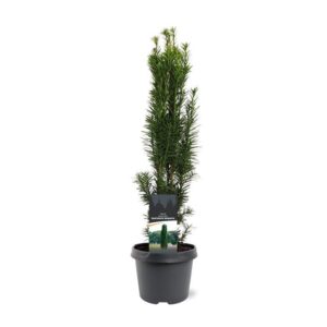 Taxus baccata Fastigiata Robusta Taxus baccata 'Fastigiata Robusta'
(1 Plants/Order)(19cmP 55cmH)