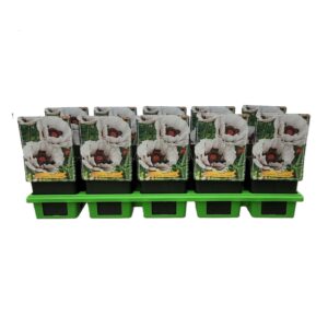 Papaver Papaver orientale 'Perry's White' P11
(10 Plants/Order)(11cmP 25cmH)