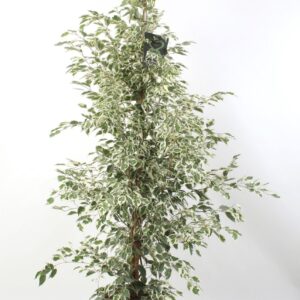 Ficus Profit FICUS benjamina Profit
(1 Plants/Order)(27cmP 145cmH)