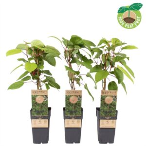 Acer buergerianum Acer buergerianum, 20cm. 
(5 Plants/Order)(20cmP 45cmH)