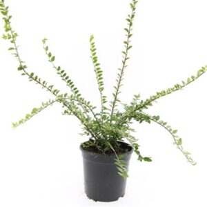 Lonicera Maigrün Lonicera nit. 'Maigrün'
(8 Plants/Order)(14cmP 10cmH)