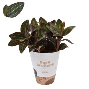 Ludisia Ludisia Discolor XL 12 cm
(6 Plants/Order)(12cmP 45cmH)