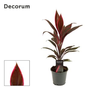 Cordyline Tango Cordyline Tango 12 cm ( Decorum )
(10 Plants/Order)(12cmP 40cmH)